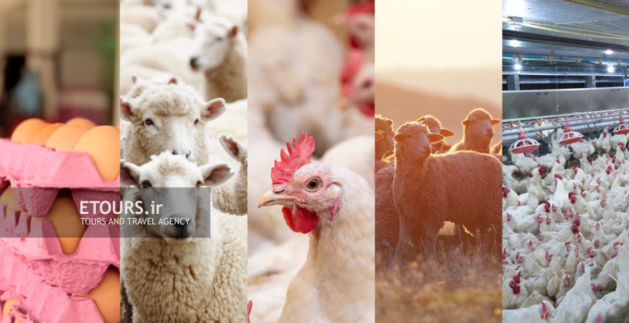 تورهای نمایشگاه دام و طیور
